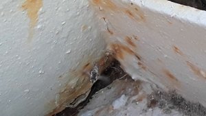 Овод попался