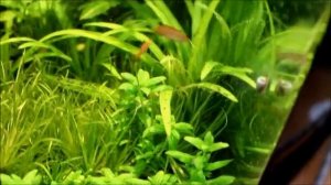 Бадис скарлет. И так бывает...