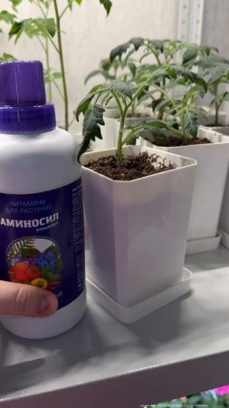 ЕСЛИ ТОМАТЫ ВЫТЯНУЛИСЬ СДЕЛАЙ ТАК! И даже чахлая рассада будет толстым крепышом! #рассада #огород