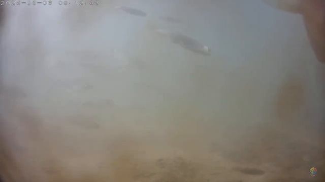 20240806 0910大眼華鯿+一枝花+竹篙頭+西德藍寶石+吳郭魚+溪哥+石賓+鯽
