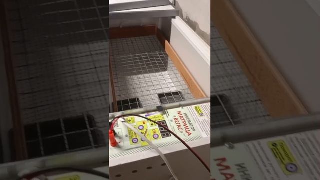 Какие породы перепелов начать разводить, первый запуск инкубатора норма вегас.