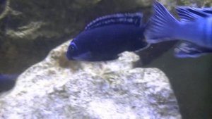 Pseudotropheus interruptus Chizumulu F0 (wild) Raphael Mbunas