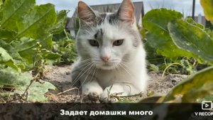 пою гимн школы котов @anykadavaika