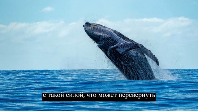 Сборник фактов 30 #животные #факты #интересно