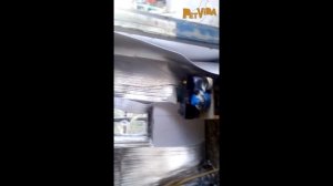 Птичник для перепелов. Устройство перепелятника Часть 3 Утепление