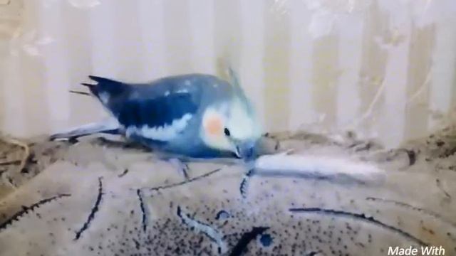 Как кушает корелла