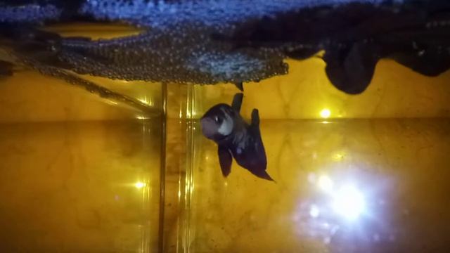 Самец betta, плакат мрамор,дракон ,гелакси и самка плакат гелакси дракон.Долглжданный нерест и икра смотреть онлайн