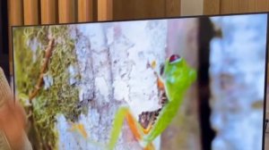 Телевизор Centek CT-8558