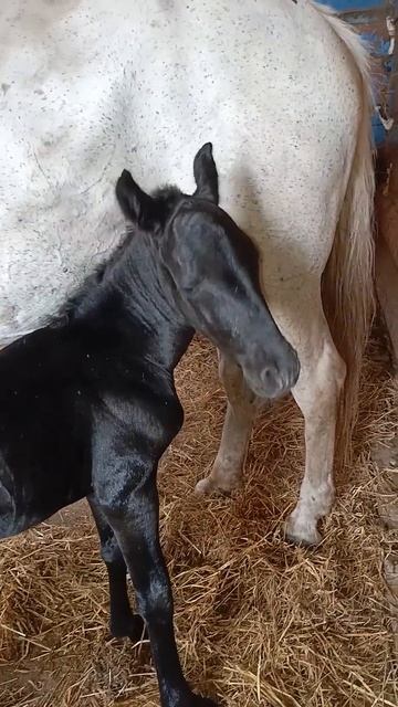 Чудеса продолжаются #лето #horse #новыйсувар #лошади #татарстан #животные #animals #chill смотреть онлайн