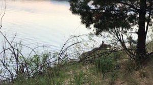 Лось переплывает реку