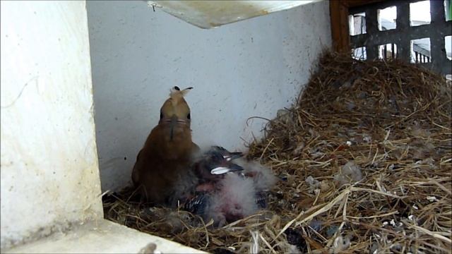 Hoopoe Nest (HD) V1 - Part 1 of 2 смотреть онлайн