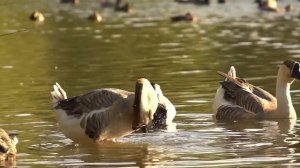 Swan Goose in Slow Motion Free to Use HD Stock Video Footage