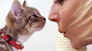 Тайный язык кошек: как читать их мысли без слов