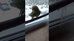 как различить пол у волнистого попугая?