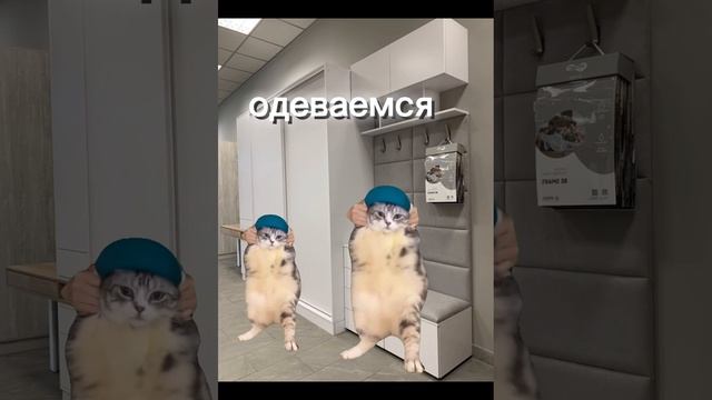 кошачья жизнь часть 1