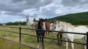 Лошади похожи на женщин: такие же красивые и такие же выносливые))
