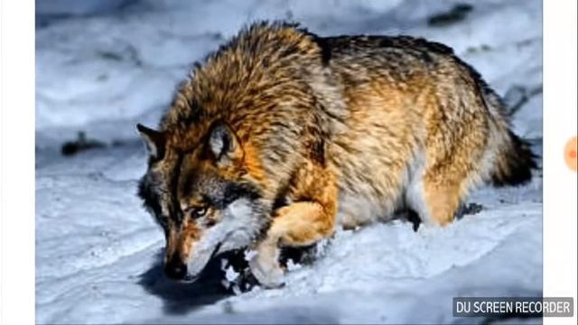 ГАТОВ К ВИДОСИКУ! смотреть онлайн