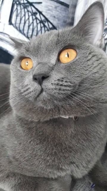 Это лекарство #просто вау для кошек смотреть онлайн