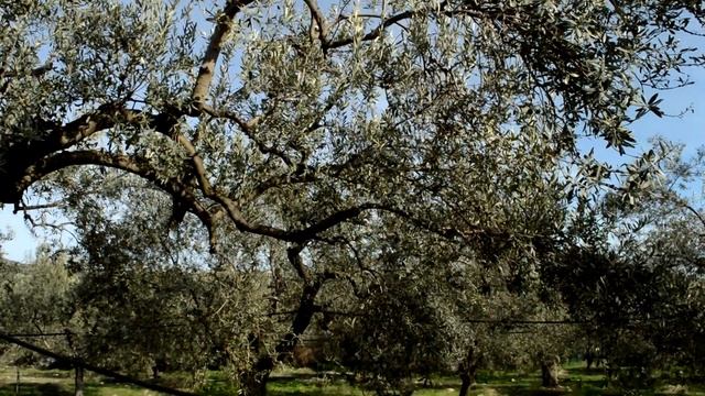 Cecrops Extra Virgin Olive Oil [promo] смотреть онлайн