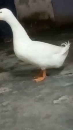 white duck jodi #kabutar #pets #ducks #birds #kabootar #parrot #hen #youtube #love #mandi