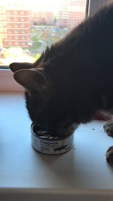 Кот и банка сверчков #лакомство #вкусняшка #энтомопротеин смотреть онлайн