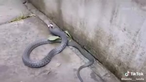 Ахота