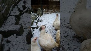 индейки ферма разведение рекомендации