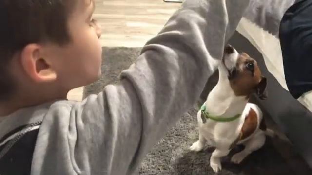 Обучаю мою собаку 7-ми командам смотреть онлайн