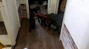 Лабрадоры перетягивают канат
