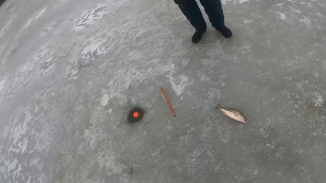 Мои две хапуги уделали всех рыбаков на водоеме #рыбалка #fishing #낚시 #carpfishing #кинонавечер