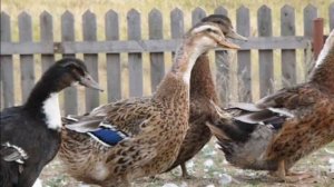 Разведение Башкирских уток.