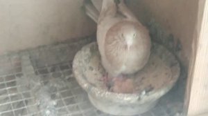 У Зелененко А Д