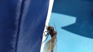 Стрекоза поймала и съела осу @ Михаил Светлов 06.08.2023