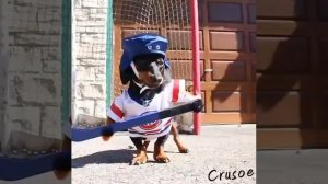 Такса хоккеист и виртуозное владение шайбой