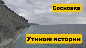 Сосновка в Геленджике. Прогулки с Утиными историями 2 февраля