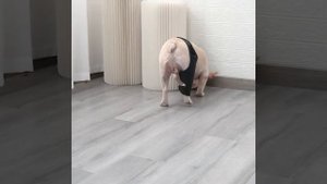 Бандаж ветеринарный,LISA & LARRY,Размер XL,Подходит для крупных пород на передние и задние лапы,1ШТ