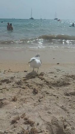 Майорка.. Жизнь чайки на острове 🐦.. Попрошайничает.. Звуки моря # Mallorca.Möwenleben auf der Inse