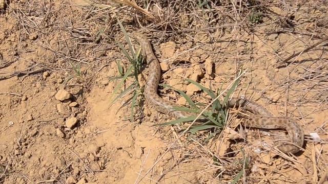 Eryx jaculus turcicus I: homoki boa - boa de nisip - sand boa смотреть онлайн