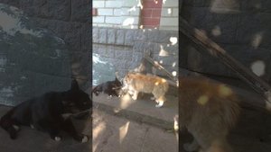 Коты перед дракой / The cats before fight.