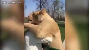 Встреча с львицами, которых выкормила