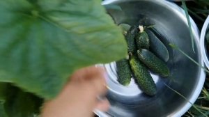 Урожай огурцов. Какой сорт самый плодоносящий🤗 🥒🥒🥒
