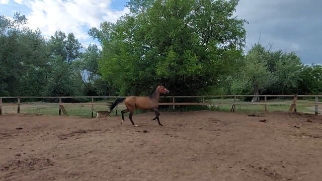 Продажа. Чистокровная ахалтекинская кобыла смотреть онлайн