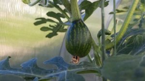 как растут арбузы (арбузы часть 1 из 2)