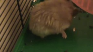 хомяк танцует рок