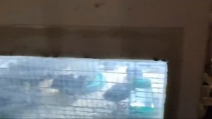 Молодые перепела первая неделя в брудере