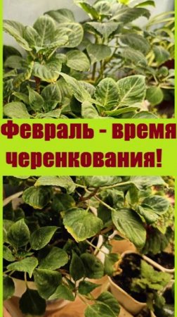 ЧТО НЕОБХОДИМО ДЕЛАТЬ В ФЕВРАЛЕ для сада? Укоренение черенков цветов !