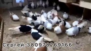 Жолтобокие, чорнобокие, синебокие. Николаевские голуби 2020