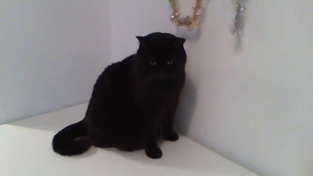 Пух осваивает новый стол смотреть онлайн