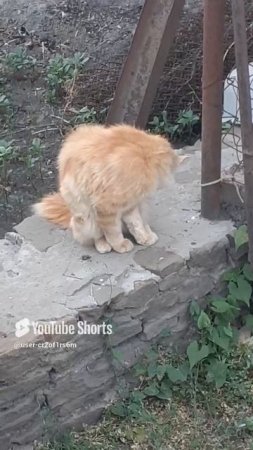 КОТ ПЕТРОВИЧ ГОТОВИТСЯ НА СВИДАНИЕ!!!Shorts