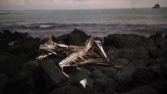 climate change dead pelican ocean cleaup galapagos islands french polynesia sbcswau7i 1080  D